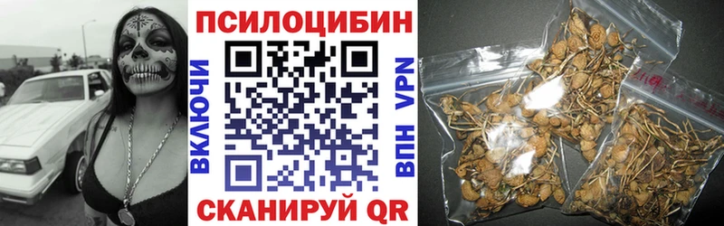 Купить  Тогучин  Псилоцибиновые грибы Psilocybe 